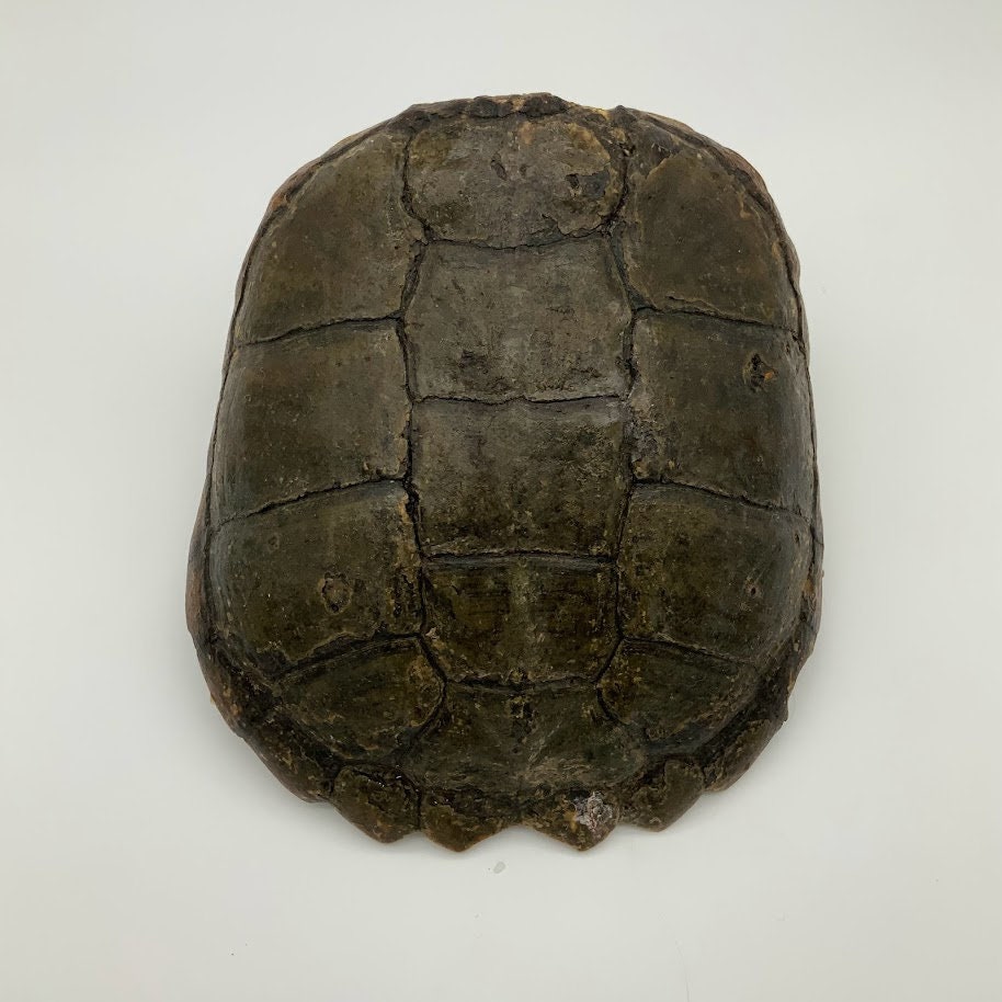 SNAPPING TURTLE Shells Some EXTRA Large Sizes - Etsy