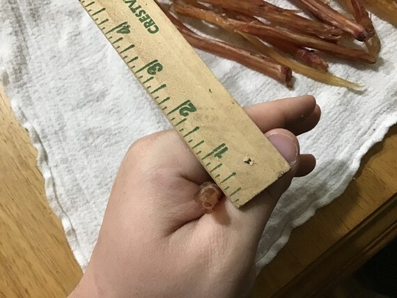 Deer Sinew Hand Harvested & Cured Proudly Harvested by Hand in TEXAS 