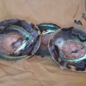 Abalone Shell