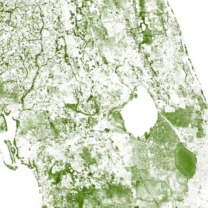 Forests of Florida poster print Physical Florida map print, Florida print, USA map, Florida art, Florida map art, Florida wall art print image 9