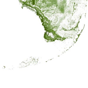 Forests of Florida poster print Physical Florida map print, Florida print, USA map, Florida art, Florida map art, Florida wall art print image 5
