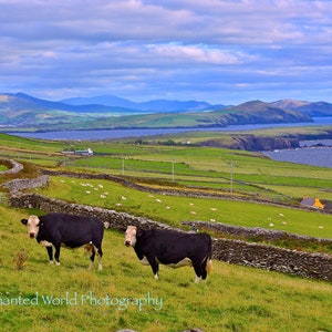 Ireland Photography, Dingle Peninsula photo, Irish Cow print, Cow lover gift, Cow art decor, Ireland landscape art photo, County Kerry photo