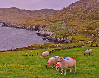 Ireland Sheep photo, Highland sheep print, Irish landscape photo, Sheep wall art, Ireland photography, County Cork photo, sheep lover gift