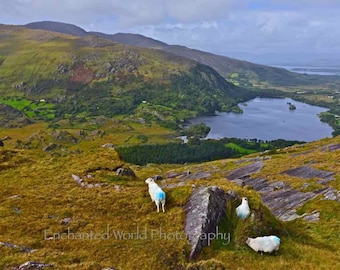 Ireland sheep photo, Beara Ireland photo, Sheep wall art, Ireland photography, Sheep lover gift, Irish landscape print, Healy Pass Ireland