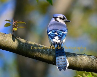 Blue Jay photo, bird photography, bird lover gift, bird art print, bird wall art, nature photography, animal wall decor, colorful bird art