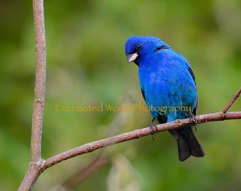 Indigo Bunting print, bird art, bird lover gift, nature photo, bird print, bird decor, bird photography, Indigo Bunting bird art, Bird print