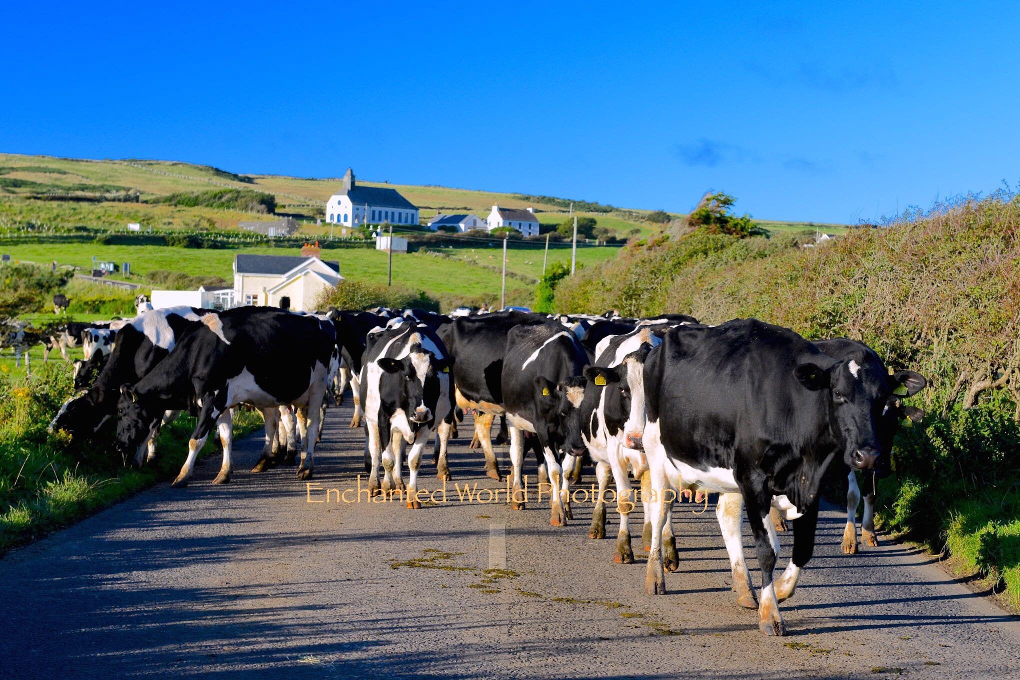 Irish Cow Photo, Photo of Ireland, Cow Art, Animal Wall Decor, Ireland Photography, Cow Lover