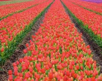 Tulip photo, Flower wall decor, Holland photography, Field of Tulips, Spring flower print, Netherlands photo, Tulip fields of Holland