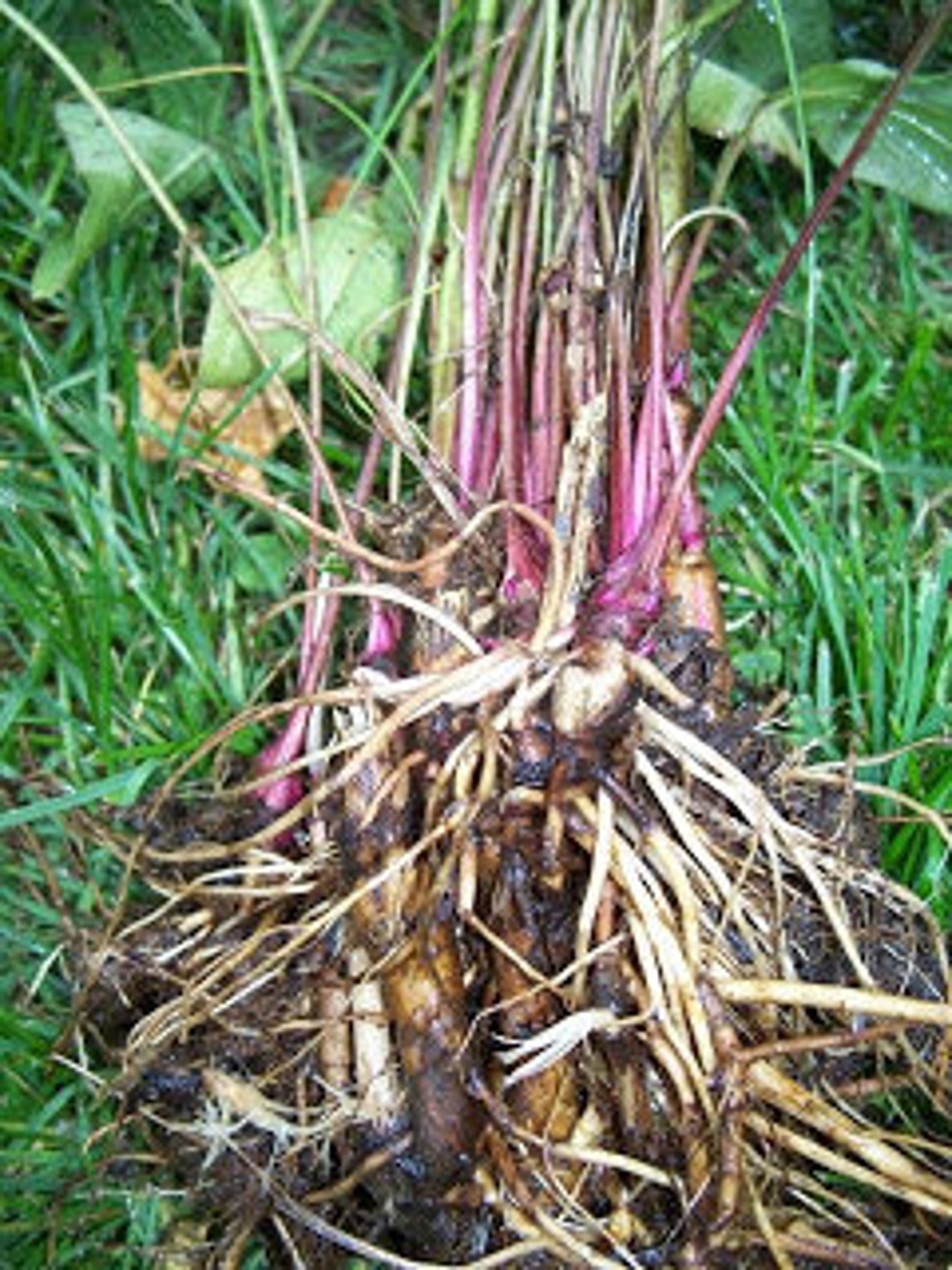 Purpurea 'magnus' эхинацея. Астильба корневище. Эхинацея purpurea. Астильба размножение делением куста. Эхинацея харвест мун.