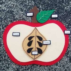 Parts of an Apple Felt Set Puzzle/Montessori Science/Homeschool Science/Apple Anatomy/Apple Unit Study