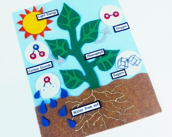 Photosynthesis Felt Set/Homeschool Science/Montessori Science/Charlotte Mason/Felt Board