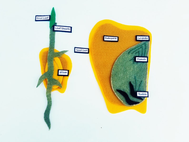 Bean Seed and Corn Seed Felt Set**monocots and Dicots**parts of Seeds ...