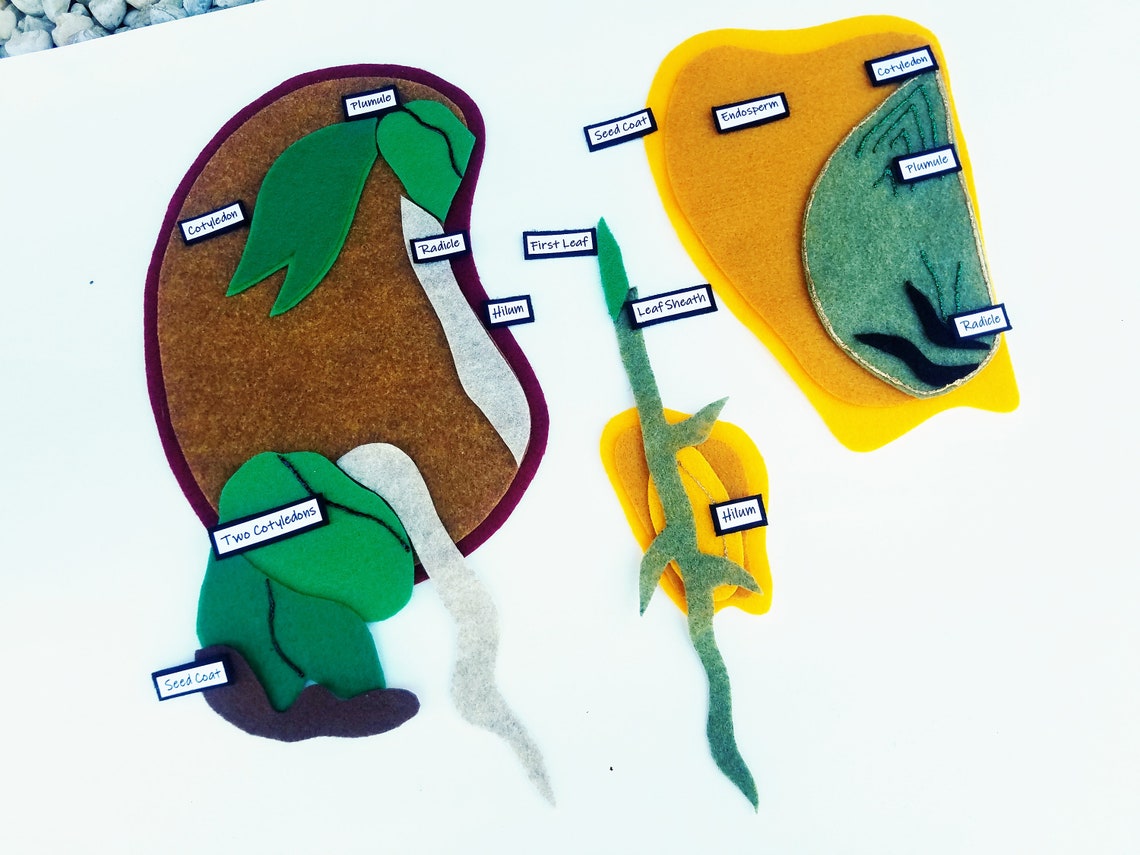 Bean Seed and Corn Seed Felt Set**monocots and Dicots**parts of Seeds ...
