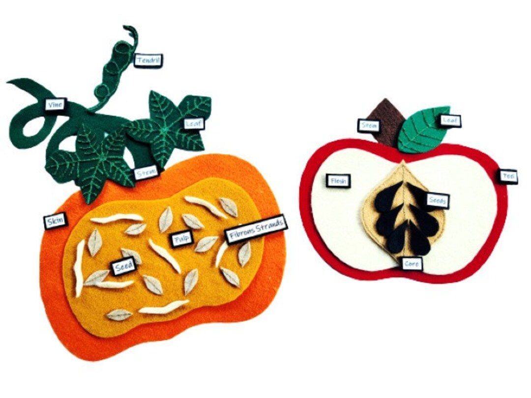 parts-of-a-pumpkin-and-parts-of-an-apple-bundle-pumpkin-etsy