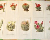 10 botanical illustration Walter Kuper Cactus Strawberry Cactus Rainbow Epithelantha micromeris Gymnocalycium saglionis Espostoa