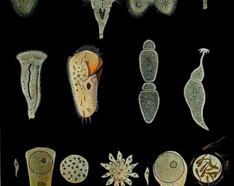 protozoa etsy