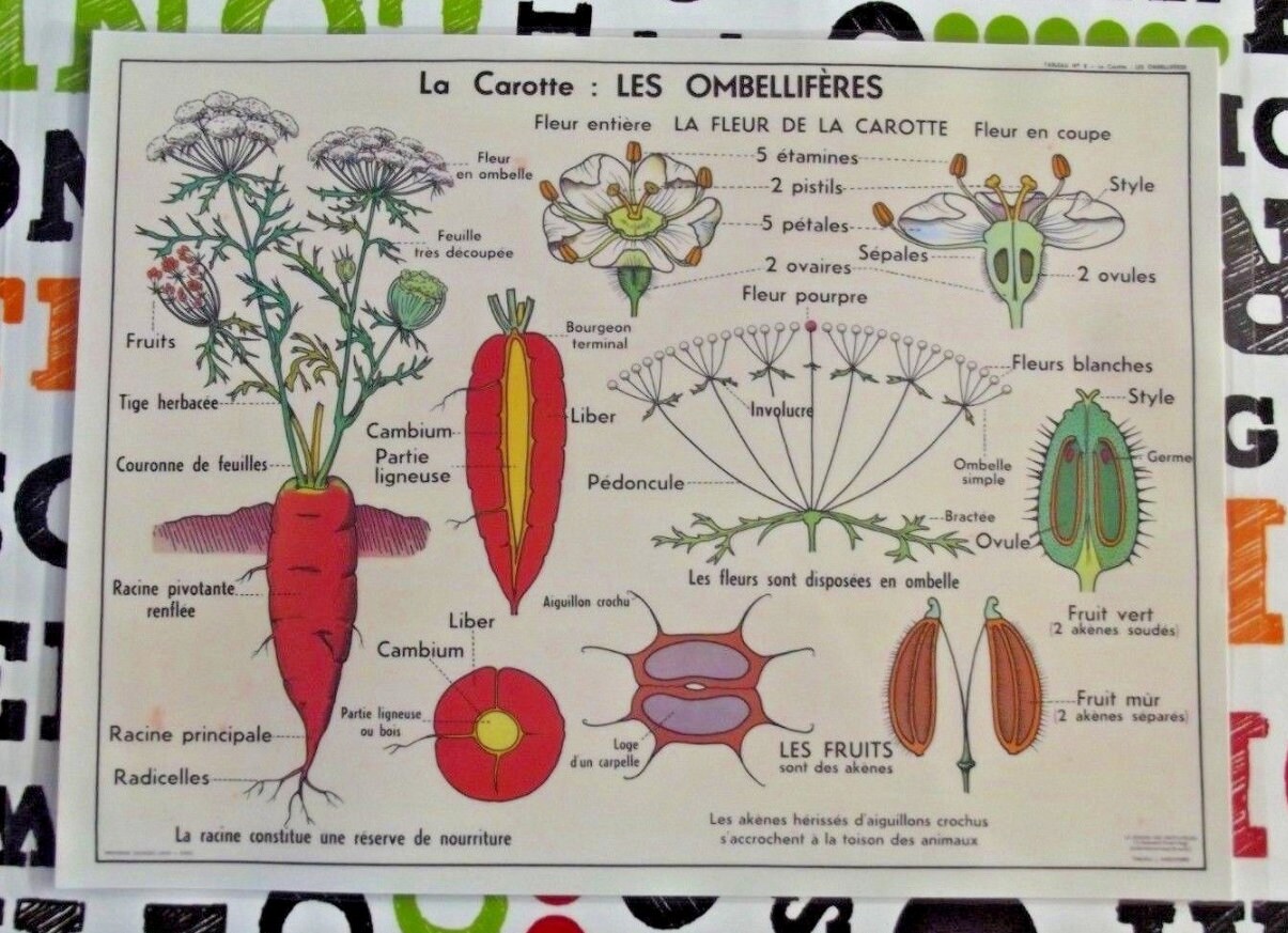 Wall Decor Set Of Table 42 X 30 Cm Old School Poster Cutting Plant Carrot Umbelliferae Flower Bugs Bunny Root