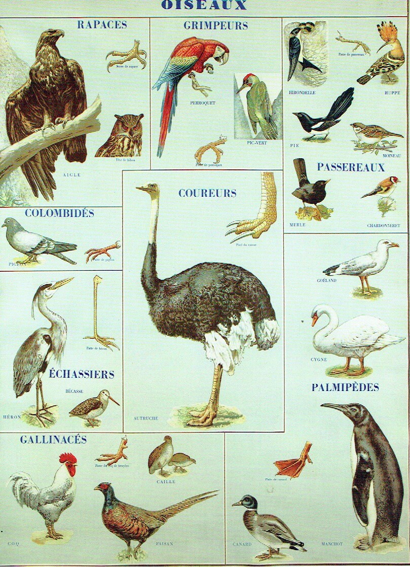 Old school poster zoology P.Sougy Dr. Auzoux 1990 Eagle Swan Etsy