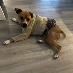Pet/dog Sweater | Wool/polyester