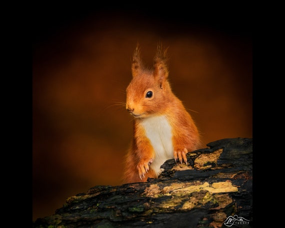 Red Squirrel I - Photographic Print