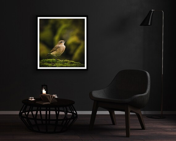 Wheatear (Female) I - Photographic Print