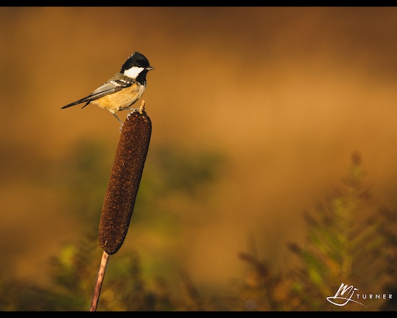 Coal Tit II - Photographic Print