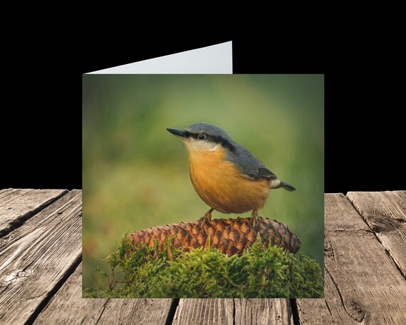 Nuthatch II - Greeting Card