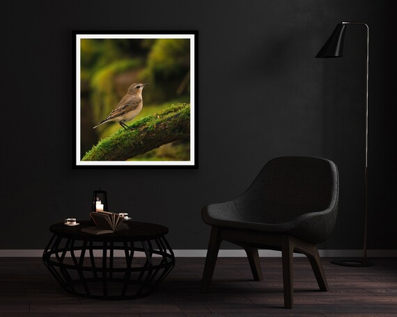 Wheatear (Female) II - Photographic Print