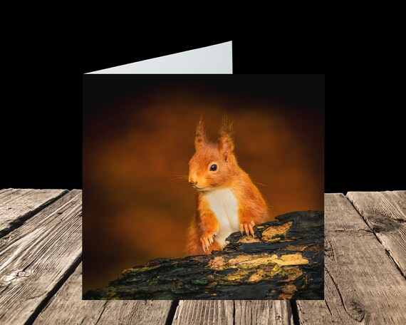 Red Squirrel I - Greeting Card