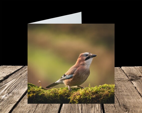 Jay II - Greeting Card