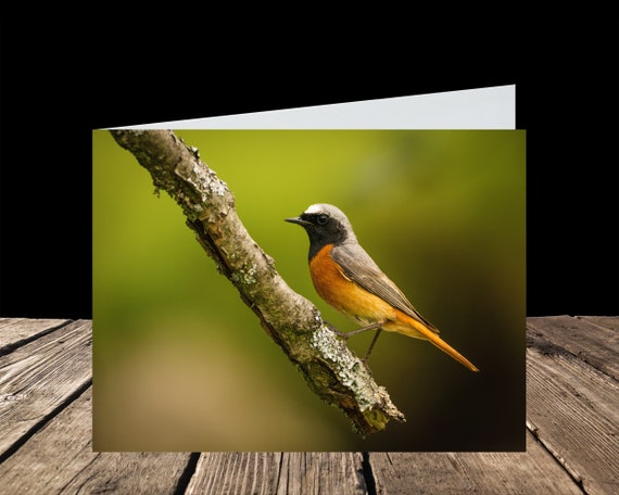 Redstart (Male) - Greeting Card