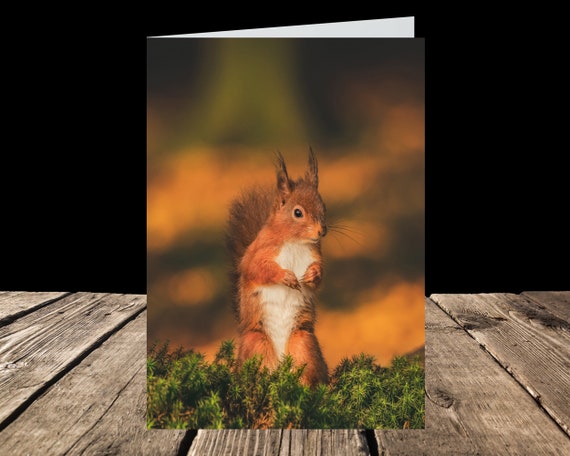 Red Squirrel II - Greeting Card