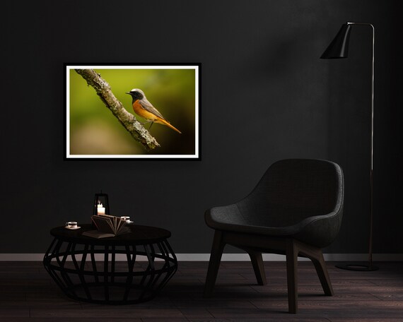 Redstart (Male) - Photographic Print