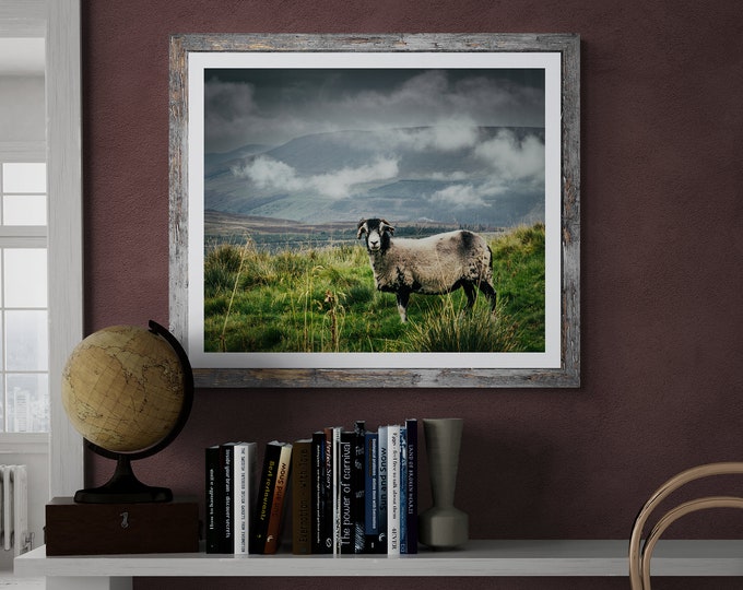 Swaledale Sheep, Great Knoutberry Hill - Yorkshire Dales - Unframed Photographic Print
