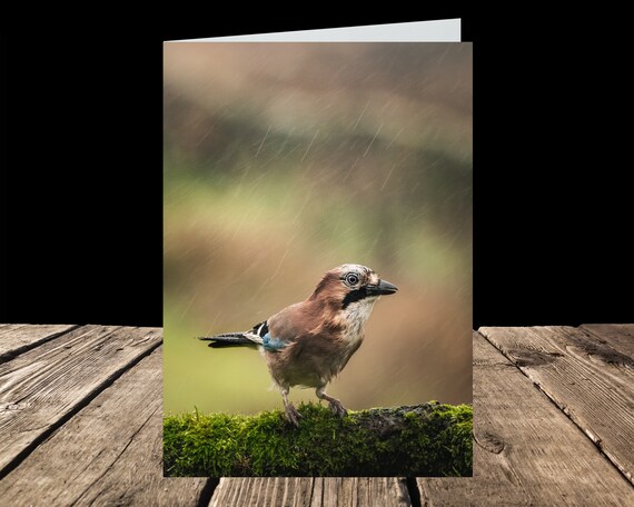 Jay III - Greeting Card