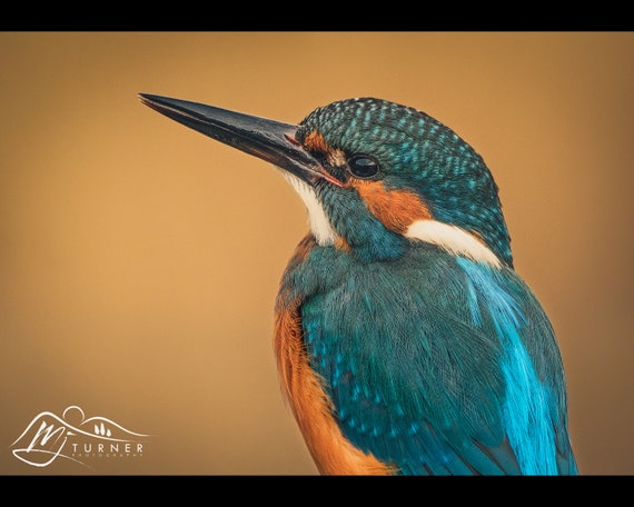 Kingfisher II - Photographic Print