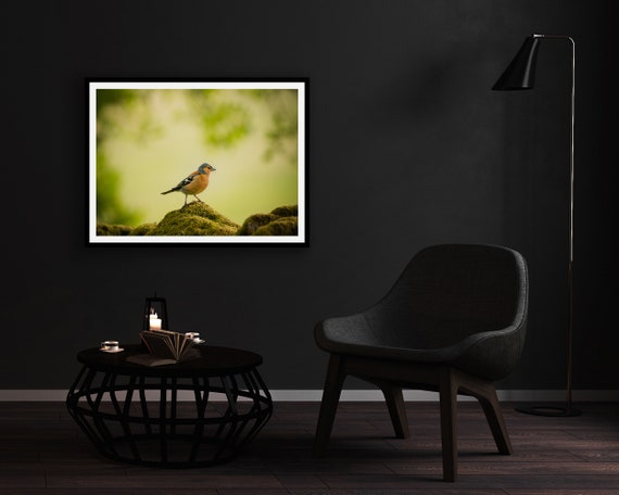 Chaffinch - Photographic Print