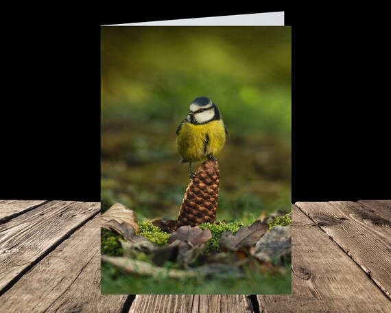 Blue Tit - Greeting Card