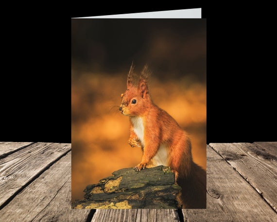 Red Squirrel III - Greeting Card