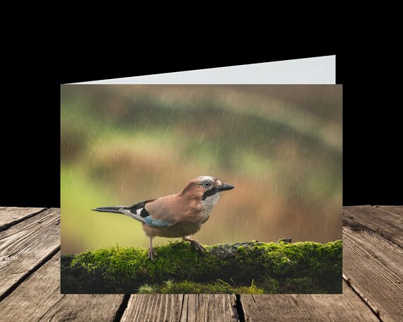 Jay I - Greeting Card