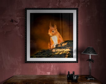 Red Squirrel I - Wildlife - Unframed Photographic Print