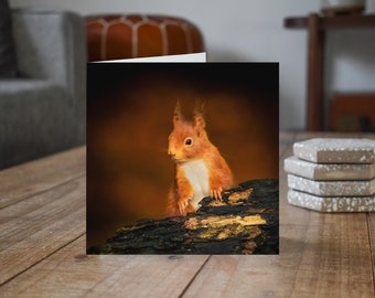 Red Squirrel I - Wildlife - Blank Greeting Card