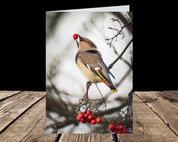 Bohemian Waxwing - Greeting Card