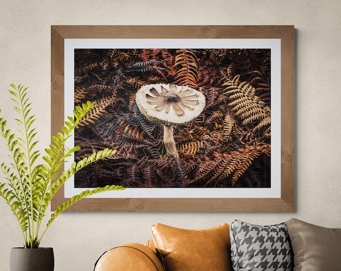 Parasol Mushroom - Wildlife - Unframed Photographic Print