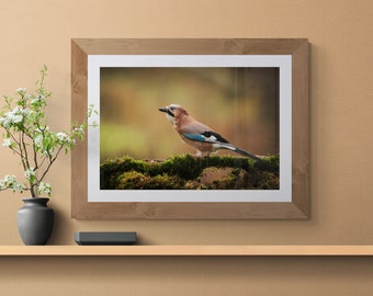 Eurasian Jay I - Wildlife - Unframed Photographic Print