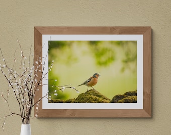 Chaffinch - Wildlife - Unframed Photographic Print