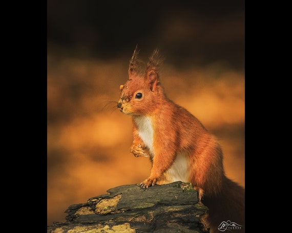 Red Squirrel III - Photographic Print