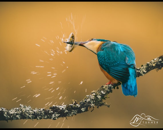 Kingfisher I - Photographic Print