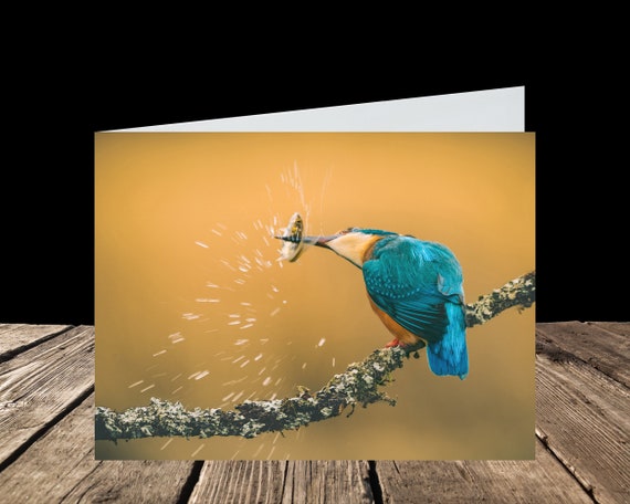Kingfisher I - Greeting Card