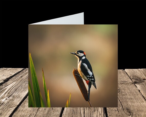 Great Spotted Woodpecker II - Greeting Card